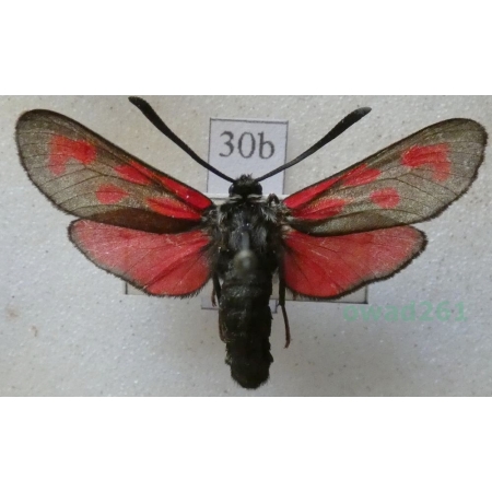Zygaena loti achilleae Esper, 1780 Kraśnik rogalik Austria30b